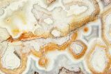 Polished Crazy Lace Agate Section - Mexico #323873-1